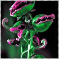 Carnivorous, Venus Flytrap Seeds for Plants ( D-8 ) - 5 pcs.