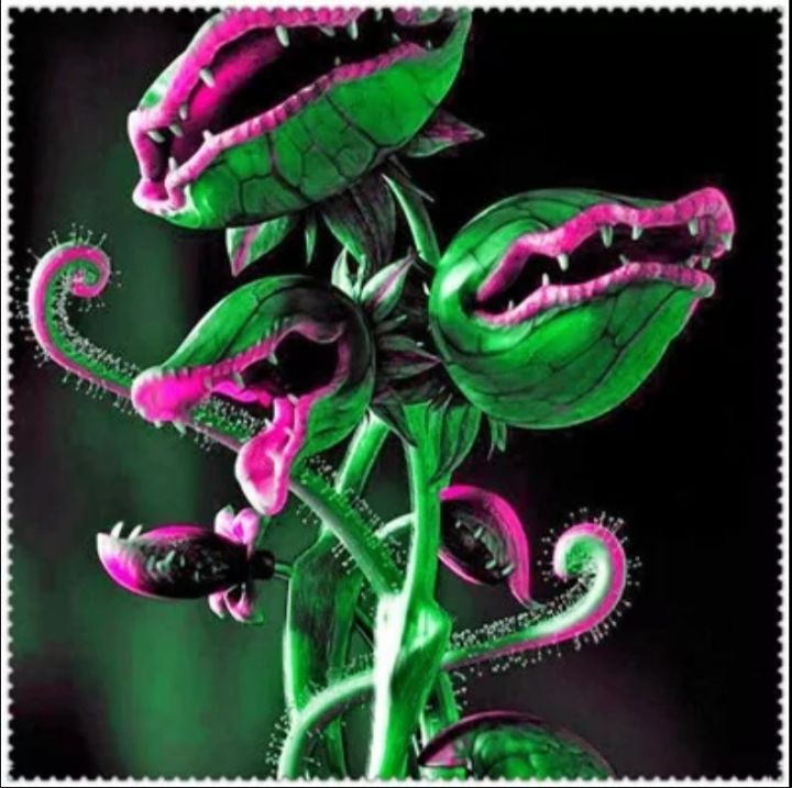 Carnivorous,%20Venus%20Flytrap%20Seeds%20for%20Plants%20(%20D-8%20)%20-%205%20pcs%20-%20Image%202