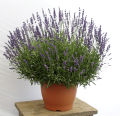 Lavender Flower/ ল্যাভেন্ডার Seeds/বীজ- ২০ পিস. 