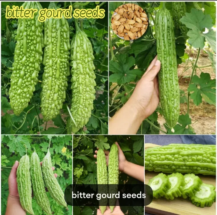 All%20Season%20Hybrid%20Korola%20(Bitter%20Gourd)%20Seeds%20-%2010+%20Seeds%20-%20Image%203