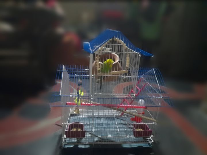 Home%20Shape%20Big%20Size%20China%20Premium%20Metal%20Bird%20Cage%20(2025)%20With%20All%20Accessories%20Cash%20On%20Delivery%20Available%20-%20Image%205