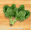 Palak Seeds Kitchen Garden Spinach Vegetable Seeds(Pack Of 100 Seeds).