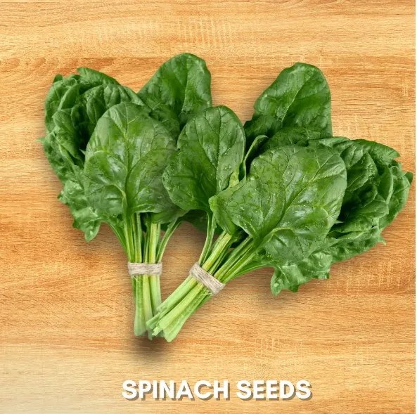 Palak%20Seeds%20Kitchen%20Garden%20Spinach%20Vegetable%20Seeds(Pack%20Of%20100%20Seeds)%20-%20Image%204