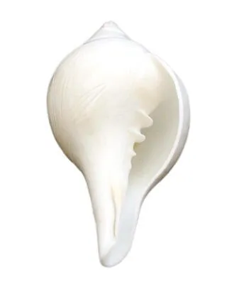 Conch%20Shell%20Powder%20Shongkho%20Gura%20100%20Gm%20-%20Image%203