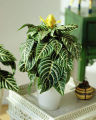 Egrow 20 Pcs/Pack Kudoacanthus Albonervosus Seeds. 