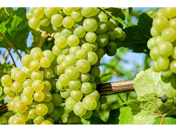 Easy%20to%20grow%20Sweet%20climbing%20Green%20Grape%20Seeds%20-20%20Pcs%20Seeds%20-%20Image%202