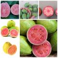 25 Pcs / Bag Guava Bonsai Delicious Tropical Fruit Potted Non Transgenic Outdoor Plants Fruit Tree.