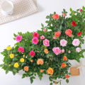 Rose Bonsai Miniature Rose bonsai A Little Cute Plants For Miniature Garden Plant Potted Gift Flower plant & seeds (বীজ). 