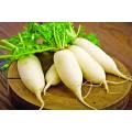 মূলা বীজ - ১০ গ্রাম - সাদা রঙ এর মূলা ও শাকের জন্য - Radish Seeds - Radish Spinach - Mular Bij.