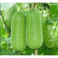 Desi Chal kumra 20 seeds. (Repack & Gift- 3 items.). 