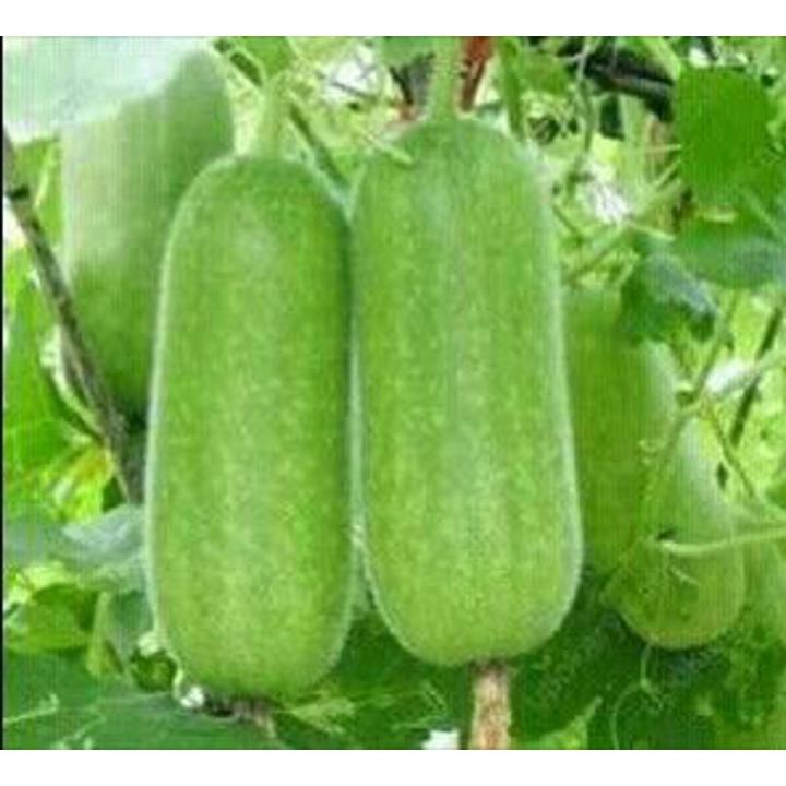 Desi Chal kumra 20 seeds. (Repack & Gift- 3 items.)