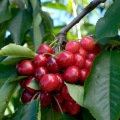 Australian Cherry Bonsai Seeds - 5 Piece Seeds.