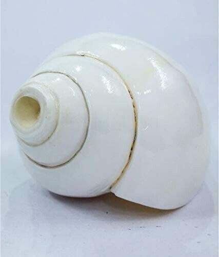 Conch%20Shell%20Powder%20Shongkho%20Gura%20100%20Gm%20-%20Image%202