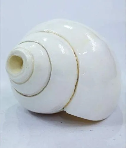 Conch%20Shell%20Powder%20Shongkho%20Gura%20100%20Gm%20-%20Image%202