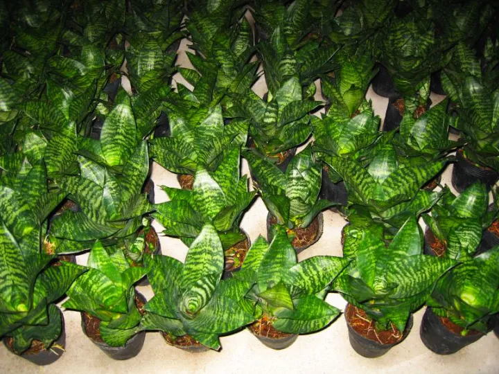 Snake%20plant,%20(sansevieria%20green%20small),%20(Without%20pot)%20Plant%20-%20Image%204
