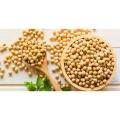 Natural Soybean Tree Seeds (?????? ???) - 20 Pcs Seeds. 