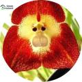 Monkey Face Orchid Seeds- 10 Pcs Seeds. 