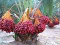 (সৌদি খেজুরের বড় চারা)big tree Tissue culture seedlings of Saudi dates Mary saplings Tree height: 1.5 feet feet Yield will come after 20 months..