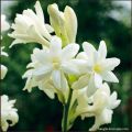 রজনিগন্ধা / Tuberose Flower 03/06/10/20 pcs Bulb Of Rojoni Gondha Flower Bulb Big Seed. 