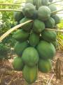 (All Season) Organic Papaya Fruit Seeds- 10 Pcs Seeds. 