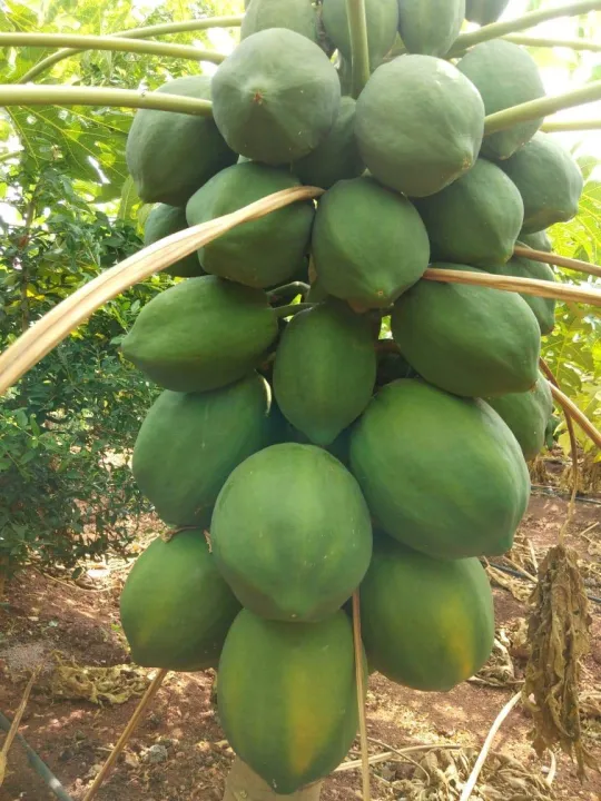 (All%20Season)%20Organic%20Papaya%20Fruit%20Seeds-%2010%20Pcs%20Seeds%20-%20Image%206