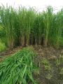Hybrid Napier Grass Seeds (100+ Seeds).