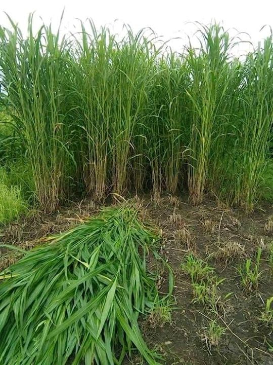 Hybrid Napier Grass Seeds (100+ Seeds)