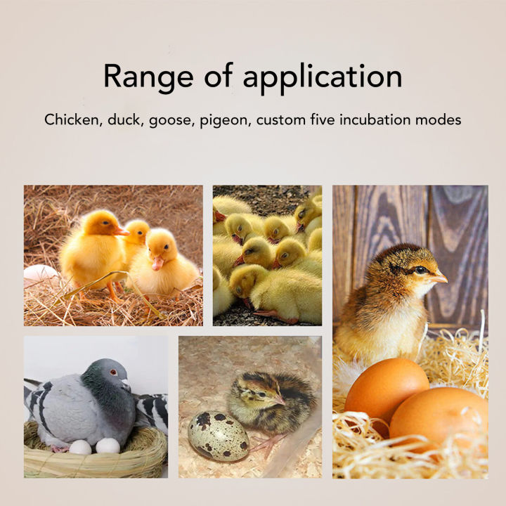 Incubator%20Temperature%20Humidity%20Controller%20Accurate%20Incubator%20Thermostat%20Controller%20Intelligent%20Large%20Display%20for%20Chicken%20Goose%20Duck%20-%20Image%202