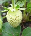 Global Green Strawberry Fruit Seeds - 20 Pcs Seeds. 