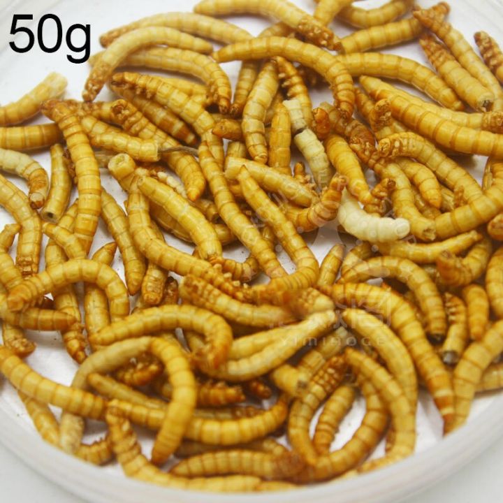 【Nice Day Toy Findings Store】（NEW）10g/50g Freeze-dried Mealworm Nutritious Protein Farm Accessories Anthill Workshop Pet Hamster Fish Bird Snack Food