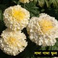 সাদা গাদা ফুল / Marigold White Color Flower Seed  - 15/30 Pcs Seed For All Season Imported Hybrid Seed. 