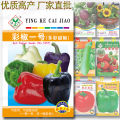 Bell Pepper Seeds 1 Packet. 