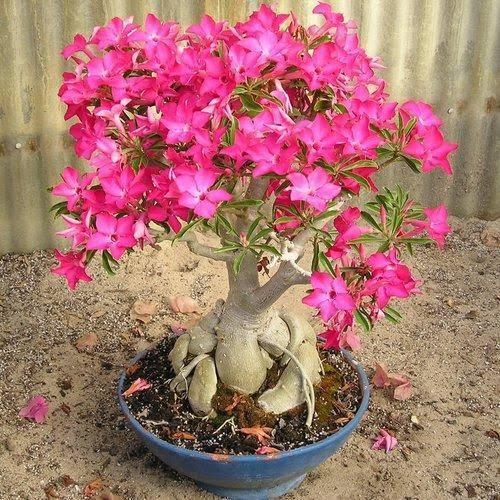 big%20size%20thai%20Adenium%20mix%20flower%20Plants%201pis%20-%20Image%202
