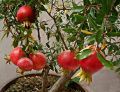 Organci Giant Red Bonsai Vedana Seeds - 20 Pcs Seeds.