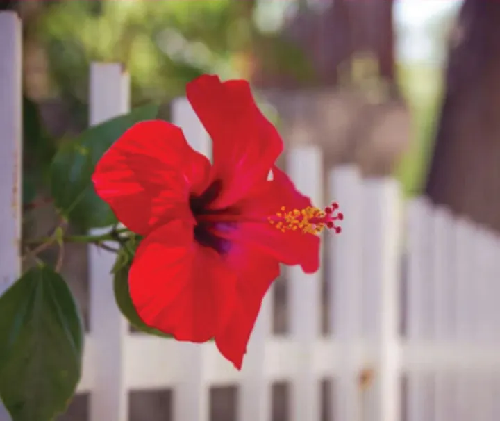 Joba%20Flower%20Plant%20without%20Pot%20-%20Image%202