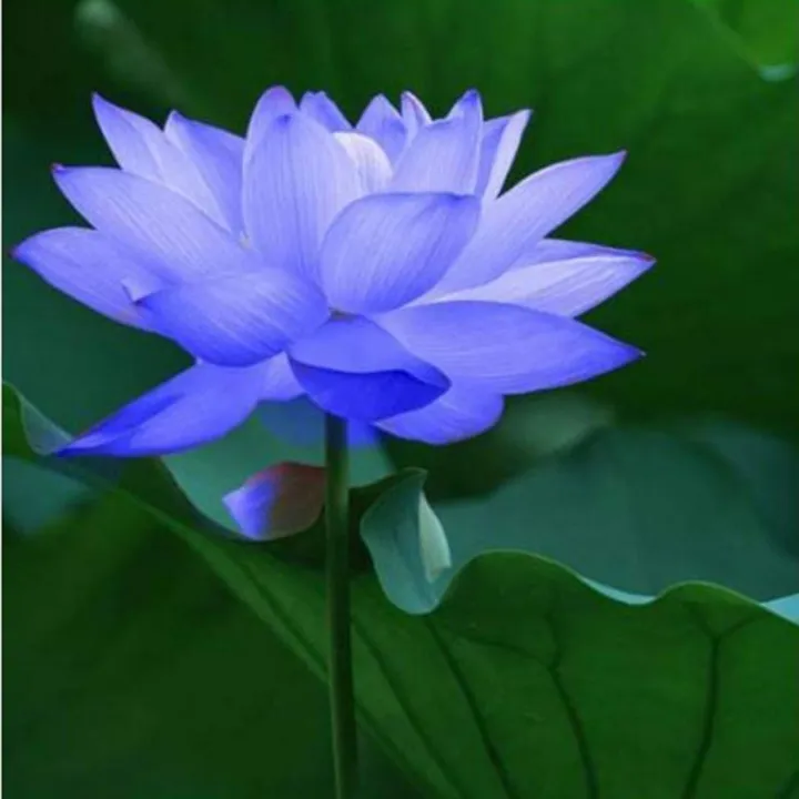 Japan%20Exotic%20Blue%20Lotus%20Flower%205pcs%20Seeds%20-%20Image%202