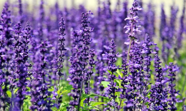 Vishmanni%20Rosemary%20&%20Lavender%20Essential%20oil%20combo%20(10%20ml%20each)%20-%20Image%203