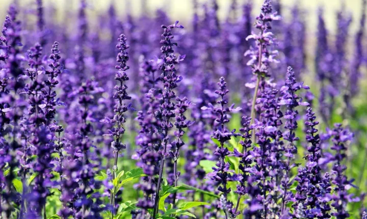 Vishmanni%20Rosemary%20&%20Lavender%20Essential%20oil%20combo%20(10%20ml%20each)%20-%20Image%203