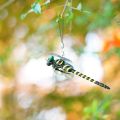 Simulation Dragonfly Insect Model Mosquito Repellent Outdoor Hanging Ornaments. 
