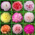 Thai Mix Color  Moss Rose Portulaca Flower Seeds 55+ Seeds All Season. 
