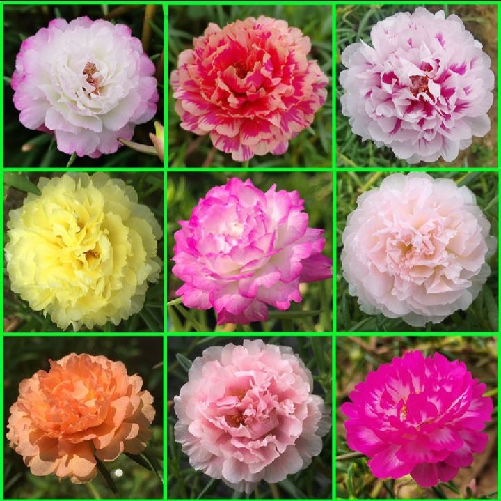 Thai%20Mix%20Color%20%20Moss%20Rose%20Portulaca%20Flower%20Seeds%2055+%20Seeds%20All%20Season%20-%20Image%202