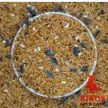 Seed Mix For Bird (Regular)-500gram. 