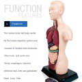 Human Body Model with 7 Removable Organ Models,Educational Organ Anatomy Model for Biological Science Learning. 