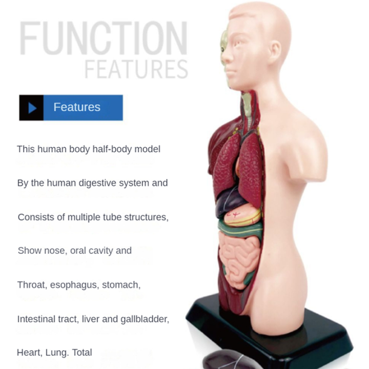 Human%20Body%20Model%20with%207%20Removable%20Organ%20Models,Educational%20Organ%20Anatomy%20Model%20for%20Biological%20Science%20Learning%20-%20Image%203