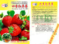 Exceotional Quality - Organic Red Strawberry Seed -150 + PC Seed (imported global seeds) - Sustainable Option - To Exprerience Greatness.