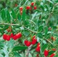 Goji berry plants (wolfberry ) - 20 Pcs. 