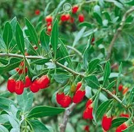 Goji%20berry%20plants%20(wolfberry%20)%20-%2010%20Pcs%20-%20Image%205