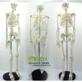 Human Skeleton With Stand. 