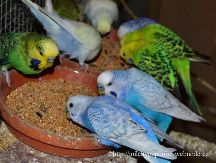 Budgerigar%20Birds%20Food%20(%E0%A6%AC%E0%A6%BE%E0%A6%9C%E0%A6%B0%E0%A6%BF%E0%A6%97%E0%A6%BE%E0%A6%B0%20%E0%A6%AA%E0%A6%BE%E0%A6%96%E0%A6%BF%E0%A6%B0%20%E0%A6%96%E0%A6%BE%E0%A6%AC%E0%A6%BE%E0%A6%B0)%20-%201KG%20-%20Image%202