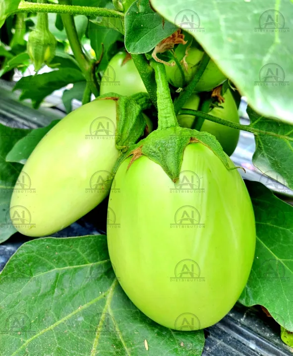 BARI-4%20Begun/%20Eggplant/%20Brinjal%20Seeds%2020%20pcs%20Re-Pack%20BADC%20-%20Image%203